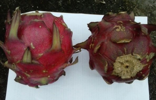 Mudas De Pitayas Califórnia Vinho Kit 3 Mudas De 30 Cm