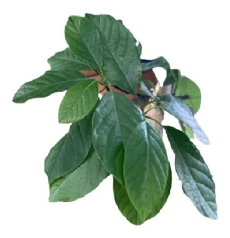Hojas Frescas De Aguacate 500g