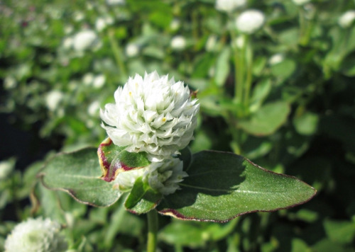 100 Sementes De Flor Perpétua Branca | Parcelamento sem juros