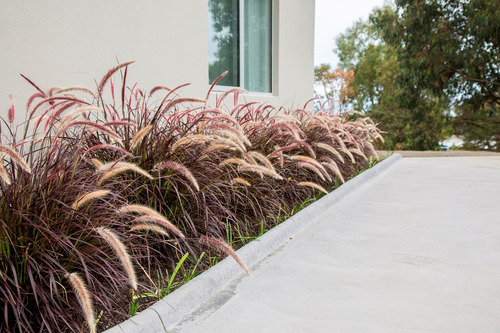 Plantas De Pennisetum Rubra Grandes - Paisajismo