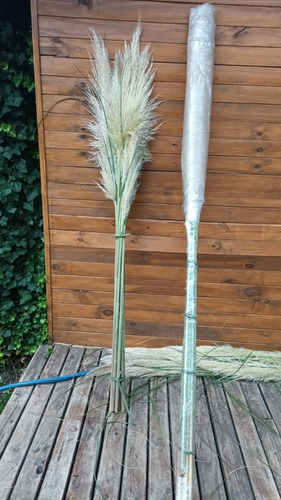 Cortadera De Las Pampas / Pampa Grass / Cola De Zorro