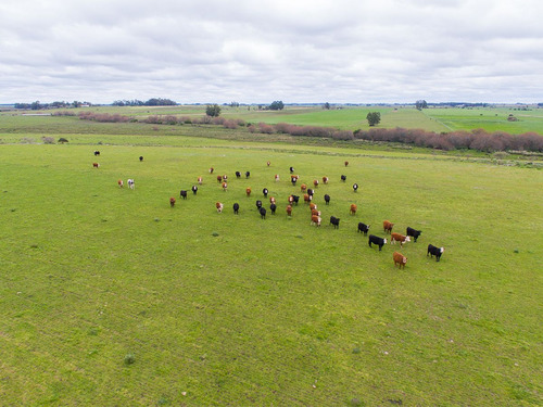 Campo En Venta En Florida Ref. 4408 (ref: Cbr-669)