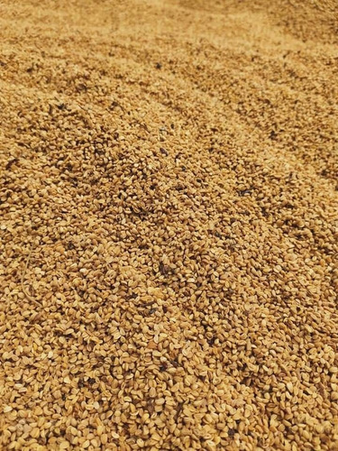 Sementes De Erva Mate 100% Nativa Ilex Paraguariense 1kg