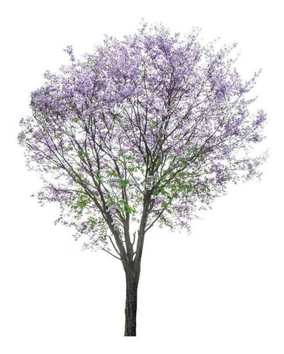 600 Sementes De Paulownia Tomentosa - Princess Tree - Kiri