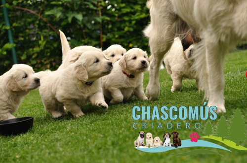 Cachorros Golden Reales Criados En Campo. Criadero Chascomús