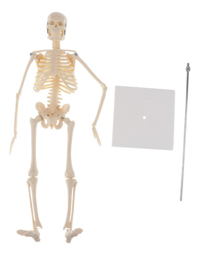 Figura De Esqueleto Humano / Modelo De Cuerpo Con Partes | Meses sin  intereses