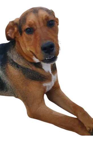 Cachorrona Sacha, 1 Añito, Preciosura 100%, Leer Y Responder