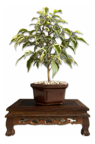 Bonsai Planta Ficus Variegado 8 Años Maceta Esmaltada N1