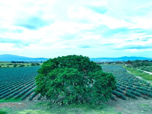 Terreno En Venta En Poncitlán, Jalisco