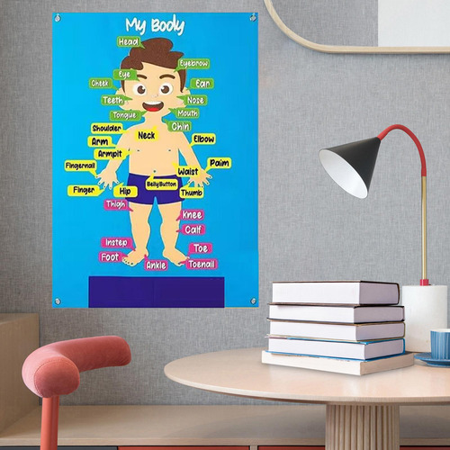 Cuerpo Partes Del Cuerpo Tablero De Fieltro Cuerpo Humano