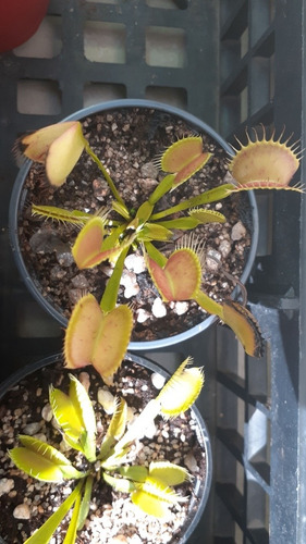 Planta Carnívora Gigante (6 Años) En Maceta Autorregable