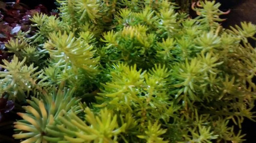 Sedum Rupestre 15 Plantas Maceta N12