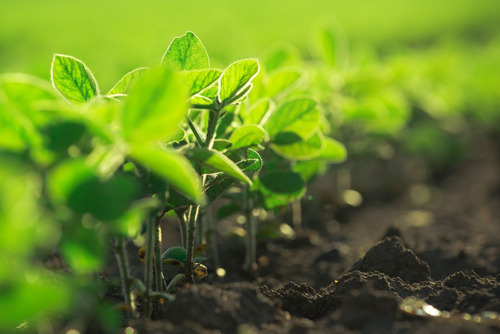 Extracto De Ajo Al 100 % Insecticida Organico Zayta 20 Lts