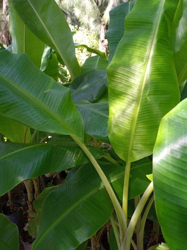Imagen 6 de 10 de Banano Frutal Grande Adulto - Hermoso E/caba Y Gba
