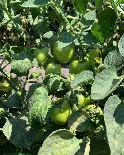 5 M Semilla Tomate Determinado Grand Prix Lark Seeds