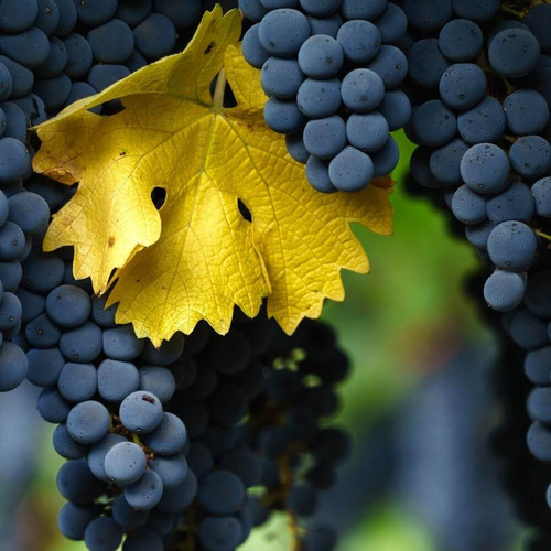 Planta Trepadora Uva Tinta Variedad Cabernet Sauvignon