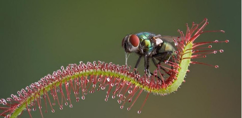 Semillas De Drosera Planta Carnívora Envío A Todo Mexico