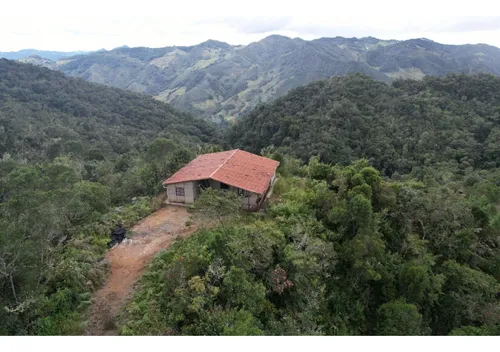 Finca Sembrada En Pino En El Municipio De Abejorral