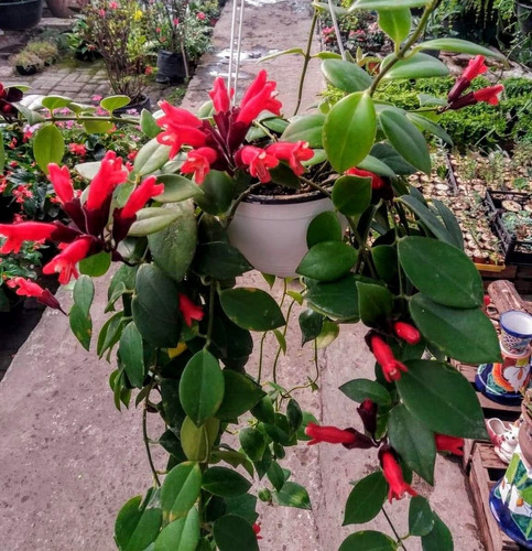 Planta Lápiz Labial