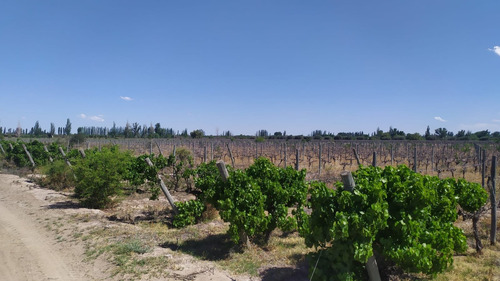 Imagen 7 de 15 de 96 Has Viñedos Y Frutales En Medrano