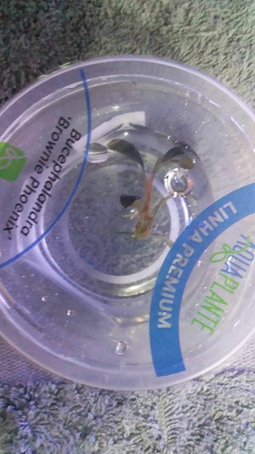 Imagem 1 de 3 de Bucephalandra Brownie Phoenix - In Vitro