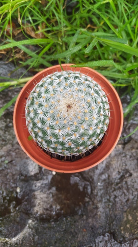 Mammillaria Planta Cactus De Colección Rara Exótico 