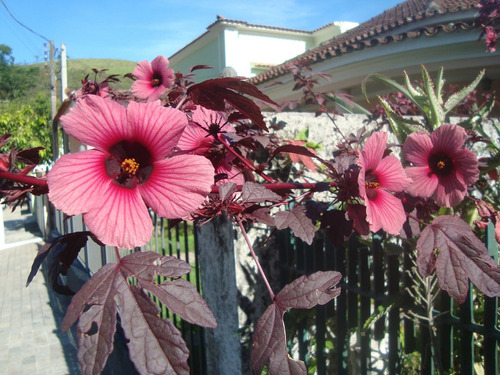 30 Sementes Cranberry Hibisco Hibiscus Acetosella Roxo Cha