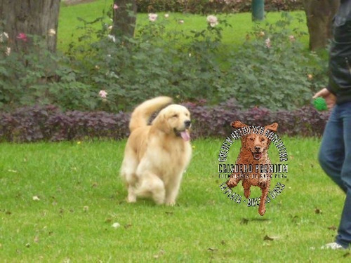 Cachorros Golden Retriever Hembras Y Machos Insuperables