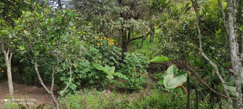 Imagen 5 de 6 de Vendo Casa Lote De 6.100 M2 En Pacho Cundinaarca