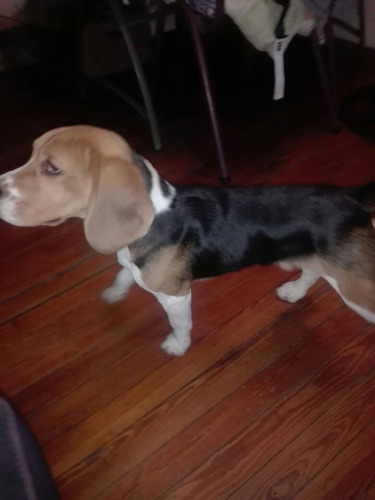 Cachorro Beagle