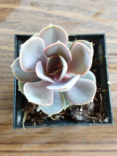 Echeveria Perle Von Nuremberg 30 Pzas Envio Dhl
