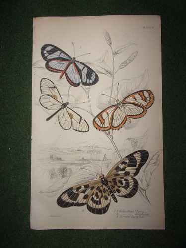 Mariposa Heliconia Flora Grabado De 1833