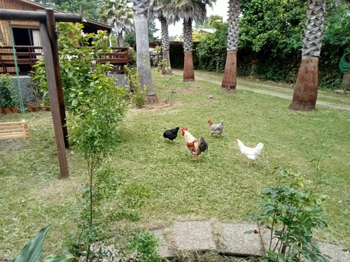 Buscas Tu Hogar En La Playa , Casa En Venta En Pelluhue ¡¡
