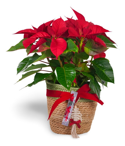 Planta Poinsettias De Navidad