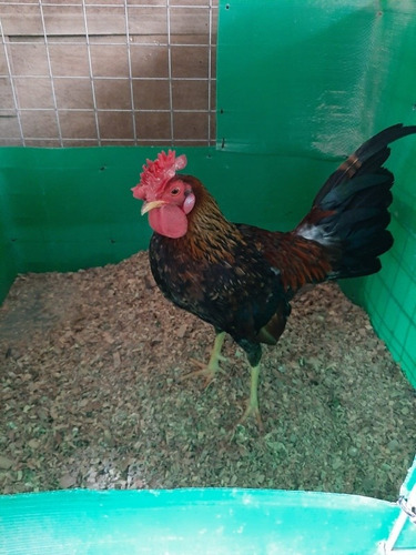 Gallo Gallino Linea Gabriel Yaneii S/1000