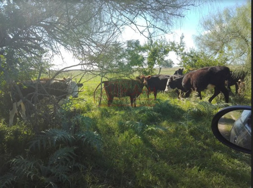 Imagen 1 de 15 de Venta,de Importante Campo En Roberto. J. Payro, Partido De Magdalena.