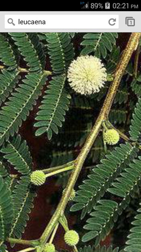 Leucaena Semillas Forrajera Ganado,cabra,ovejo