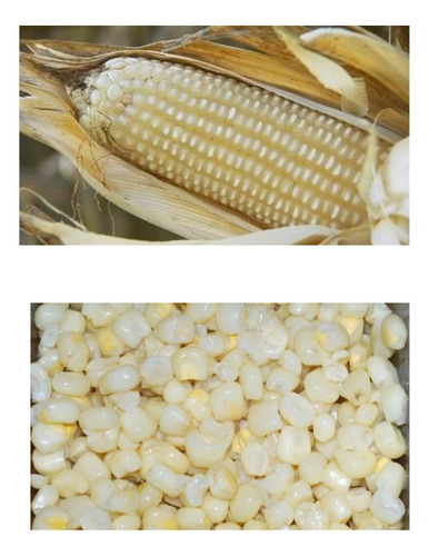 Isca Milho Branco Azedo Para Pesca Piapara Piau Curimba