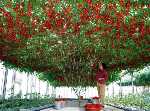 50 Sementes Tomate De Árvore Italiano Gigante Frete Grátis!!