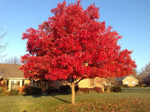 100 Semillas Arce Rojo Japonés Exótico Maple Fértil Árbol 