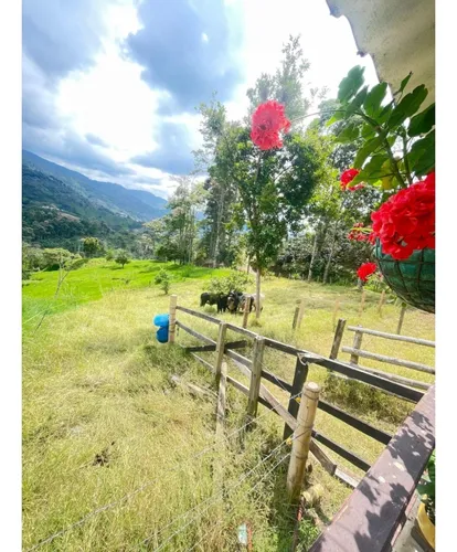 Alquiler De Finca En El Sector De Río Verde Alto En Córdoba Quindío