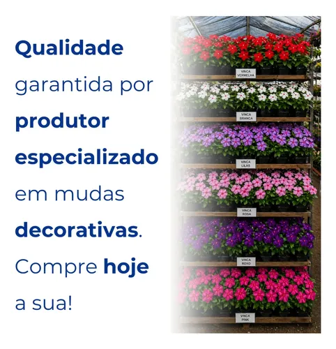 4 Muda De Flor Boa Noite Sortidas Viçosa Cultivo Simples
