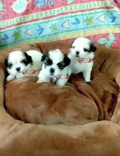 Divino Cachorro Shitzu Mini Excelente Genètica 350 Shih Tzu