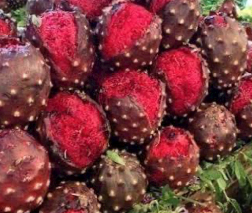 Semilla De Pitaya (cactus) 100 Semillas X $250.00 Pesos