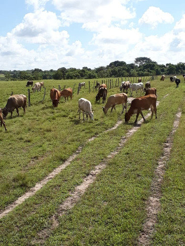 Imagen 5 de 14 de Se Vende Finca Jusepin Edo Monagas Ve01-1458ju-rcor