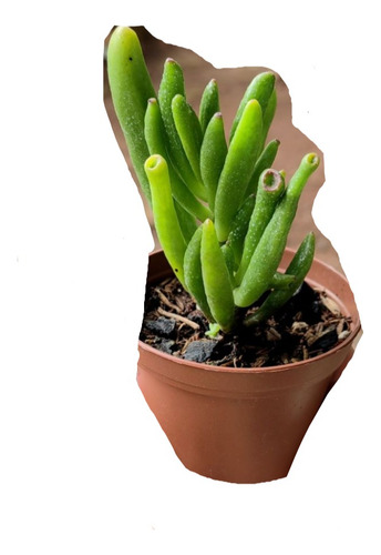 Crassula Ovata Gollum/ Orelha De Shrek