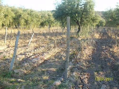 Imagen 5 de 14 de Lunlunta, La Falda 2,8 Has