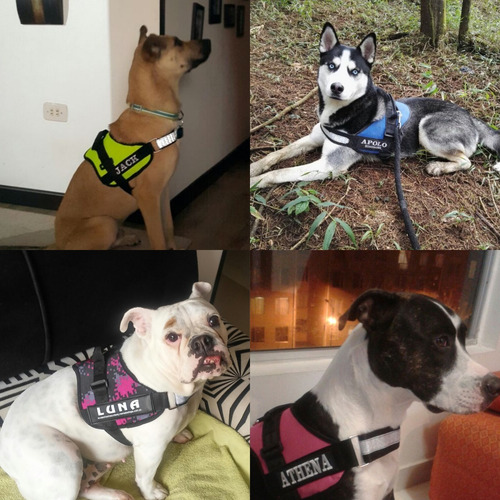 Arnes Personalizado Perros Estilo K9 Con Nombre