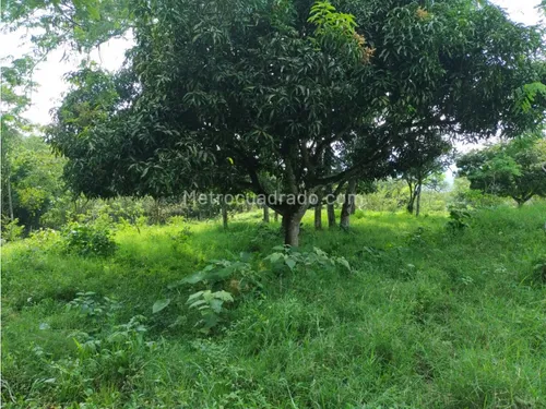 Finca En Venta En Viota Vía A La Mesa 13 Hectareas