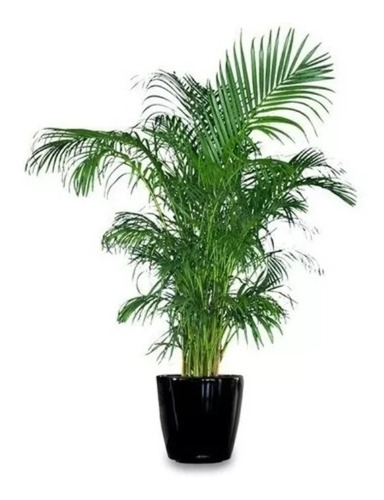 Palmeira Areca 70 Cm A 1,40 M Linda Muda Para Vaso Ou Jardim